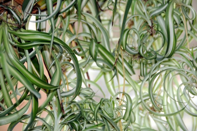 Houseplants In Low Light: These 5 Grow In The Shade
