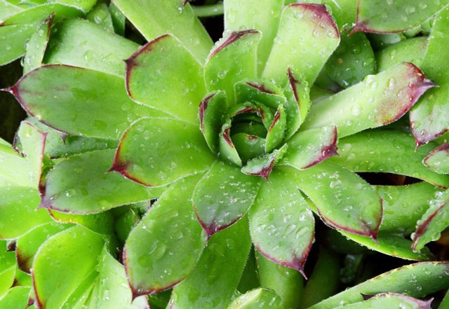 Houseleek: Plant And Use Sempervivum