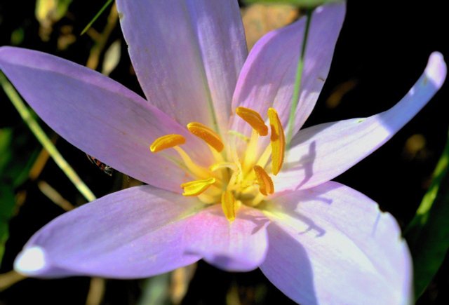Plant Autumn Crocus And What You Should Know About Its Poison