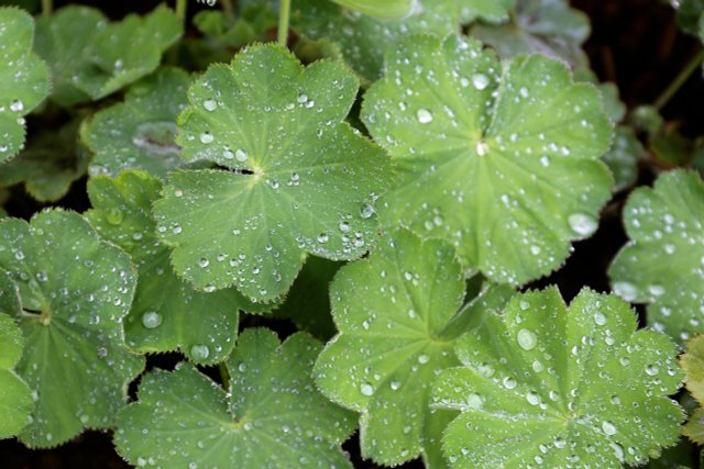 Lady's Mantle Tea: Effect, Use And Preparation