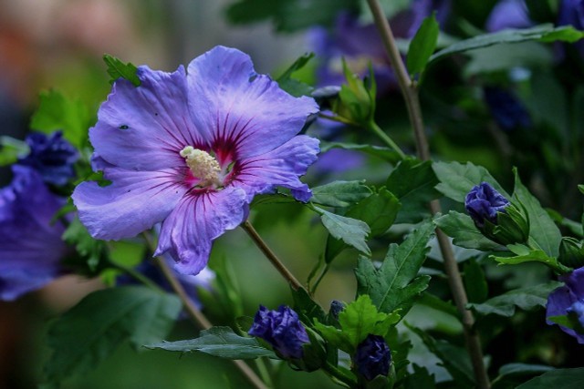 Propagate Hibiscus: How It Works With Cuttings