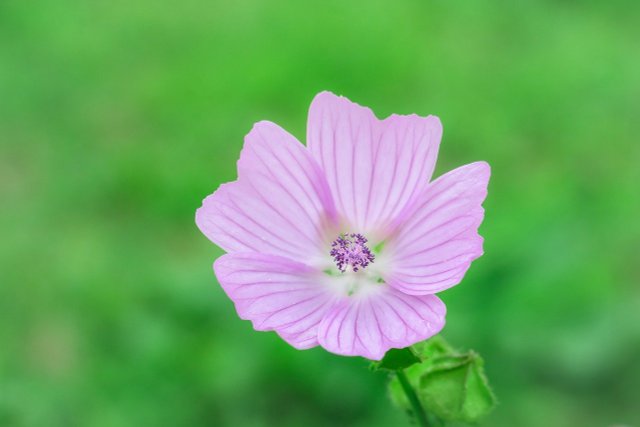 How To Plant, Care For And Cut Musk Mallow