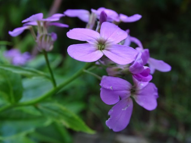 Plant, Care For And Propagate Night Violet