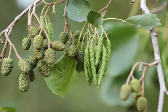 Gray Alder: How To Recognize, Plant And Use The Tree