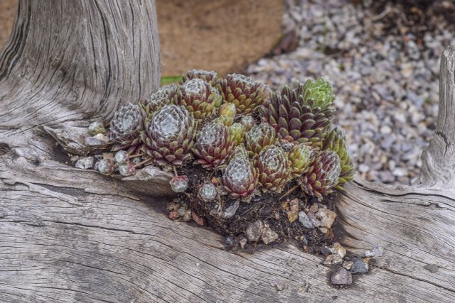 Houseleek: Plant And Use Sempervivum