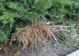 Why Are My Junipers Turning Brown?