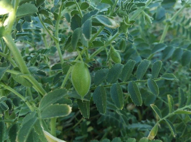 How To Plant And Care For Chickpeas