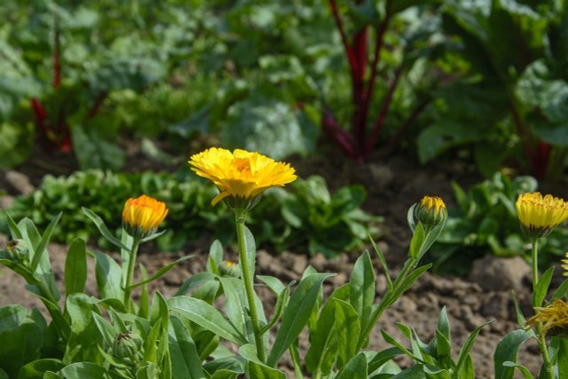 Plant Raised Bed: These 8 Vegetables Are Suitable