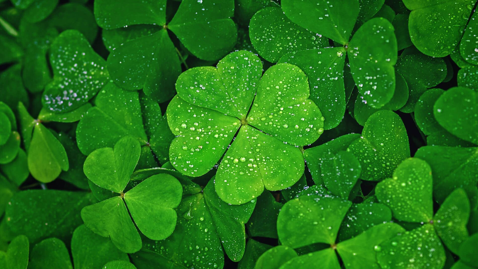 Why Is Clover A Useful Weed In Your Garden? - Gardeninguru