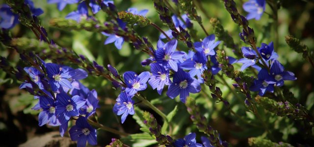 Speedwell: How To Plant, Care For And Use The Perennial