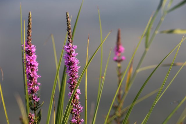 Speedwell: How To Plant, Care For And Use The Perennial