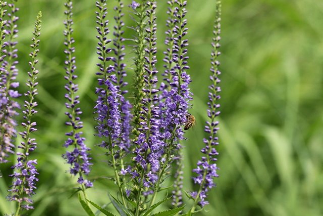 Speedwell: How To Plant, Care For And Use The Perennial