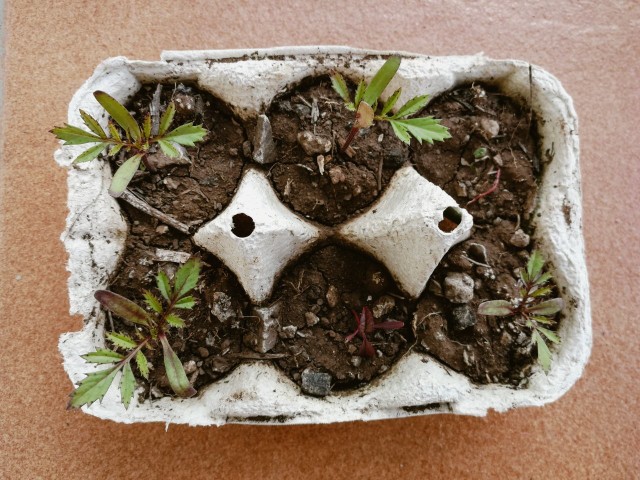 Growing Pots From Egg Carton: How To Do It