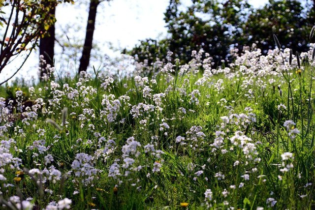 Meadowfoam: How To Plant The Insect-friendly Plant