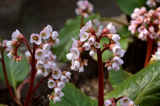 Bergenia: How To Care, Prune And Plant