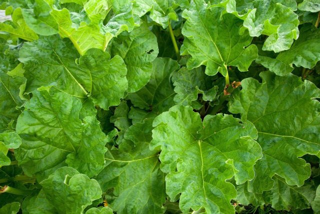 How To Use Rhubarb Leaves: Don't Throw Them Away!