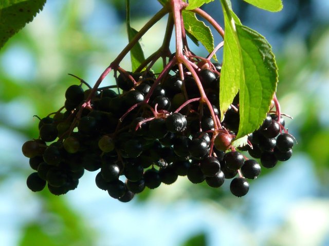 Black Elderberry: Tips For Cultivation, Care And Harvesting