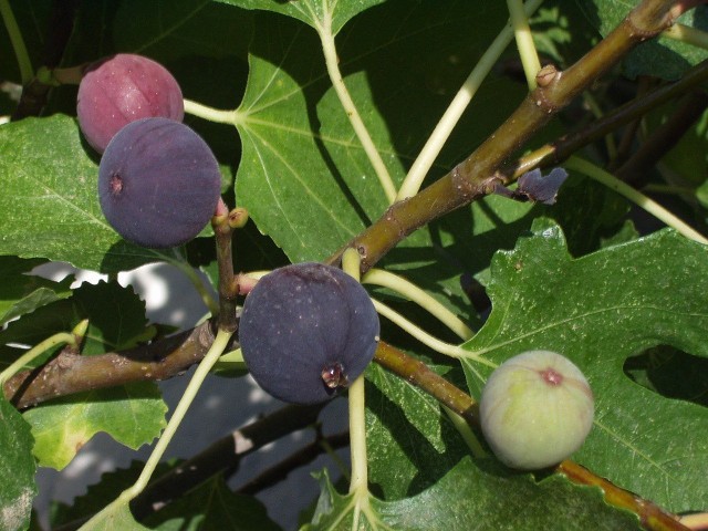 Plant, Care For And Propagate Fig Tree: Here's How