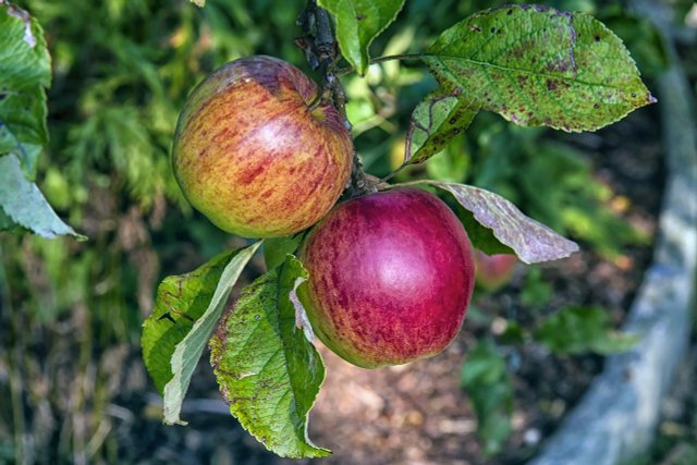 Apple Scab: How To Protect Your Apple Tree 