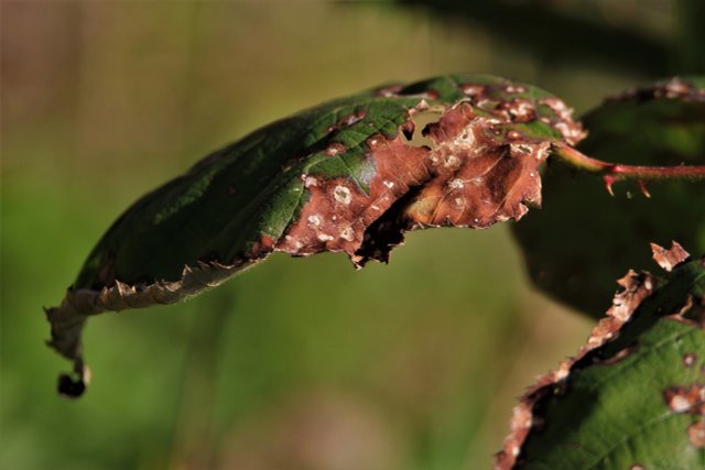 Detect And Treat Root Rot: This Is How To Do It