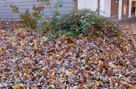 Why Fall Is The Best Time To Start A Compost Pile