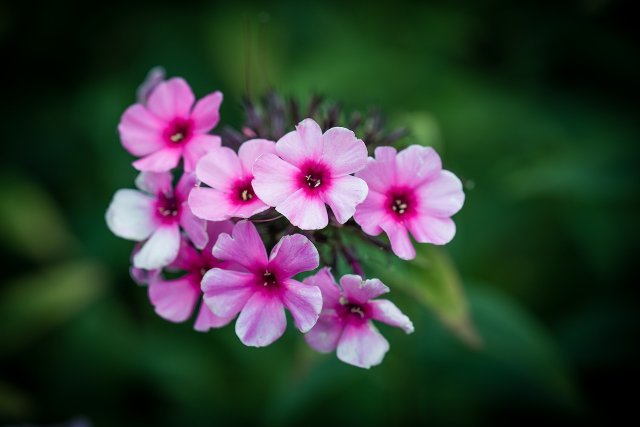 Phlox: How To Plant And Care For Flame Flowers
