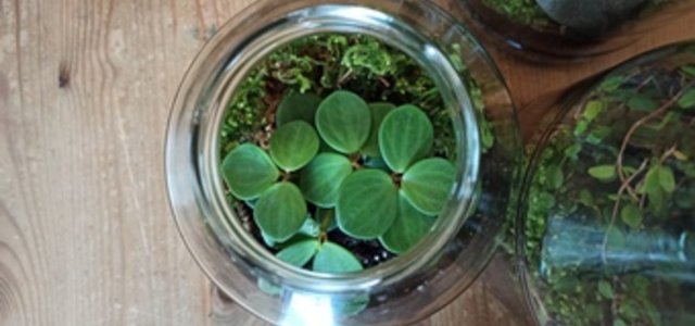 How To Make A Bottle Garden For Your Desk