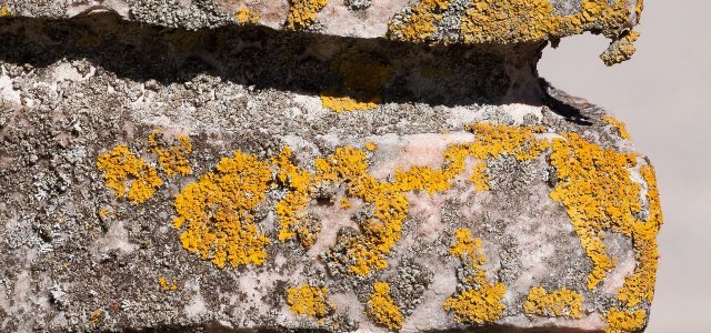 Remove Lichens: With These Natural Home Remedies Succeeds