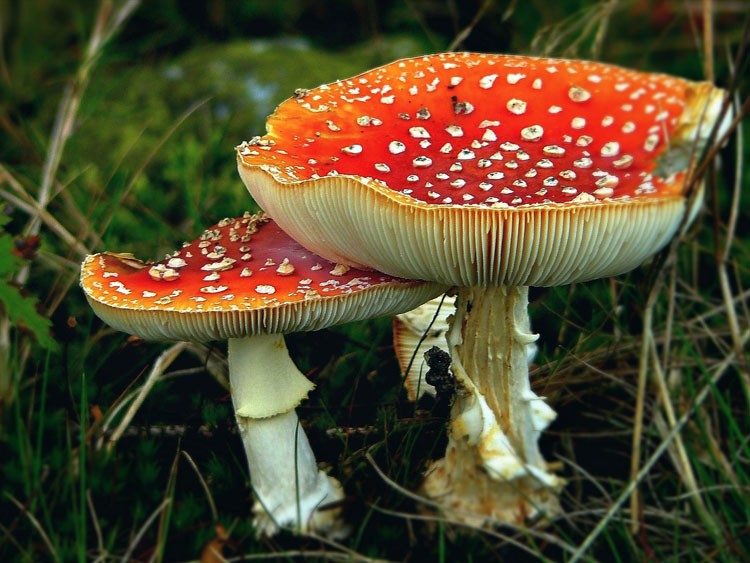 Mushrooms: Why The Forest Absolutely Needs Them