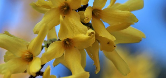 How To Propagate Forsythia