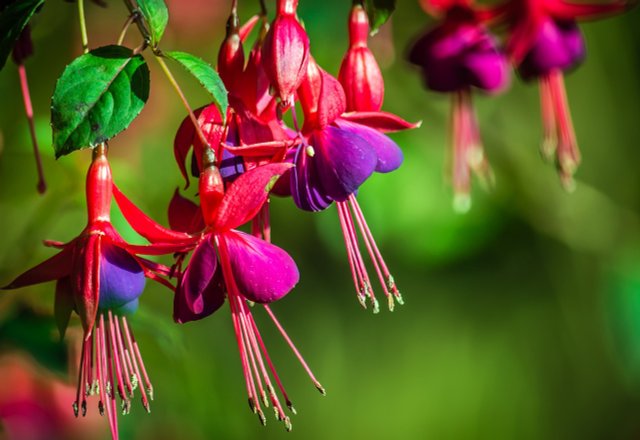 Balcony Plants: Low-Maintenance Options for Sunny and Shady Areas