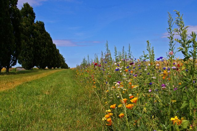 Flowering Strips: Why They Are Important For Insects