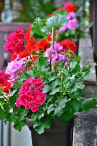 Plants For Full Sun: These Plants Are Easy To Care For