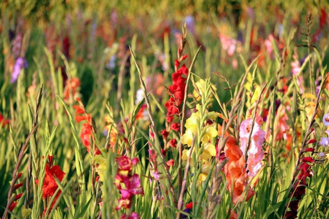 How To Get The Gladiolus Through The Winter