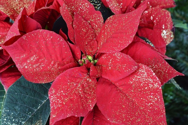 Poinsettia Care: What You Need To Do Now To Make It Lush And Red For Christmas