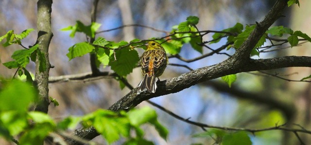 Gray Alder: How To Recognize, Plant And Use The Tree