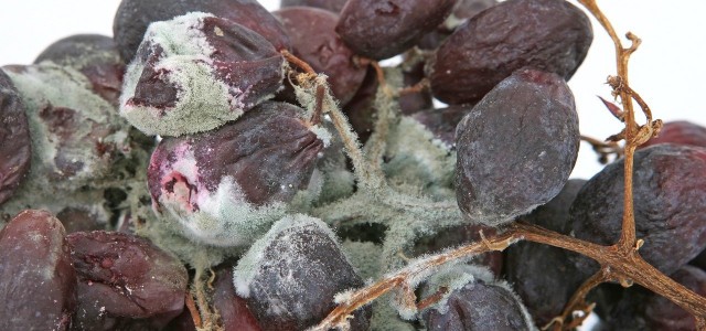 Gray Mold: How To Get Rid Of It From Your Plants