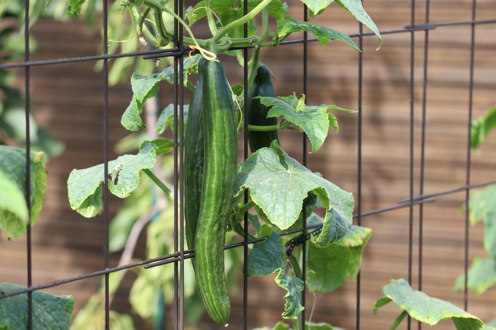 How Do I Know My Cucumbers Are Ready To Pick?