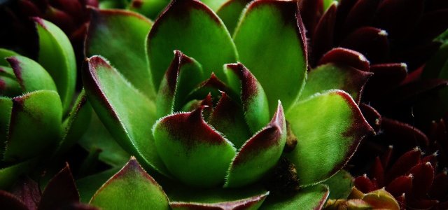 Houseleek: Plant And Use Sempervivum