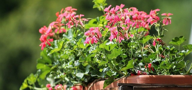 5 Autumn Flowers For The Balcony