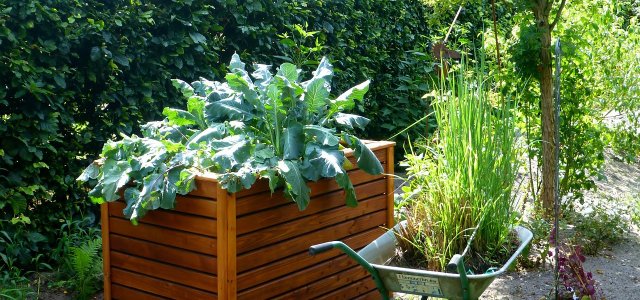 Plant Raised Bed: These 8 Vegetables Are Suitable