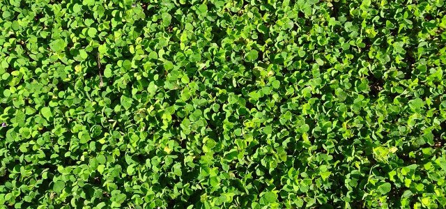 Fighting Horned Sorrel Naturally: This Is How To Do It