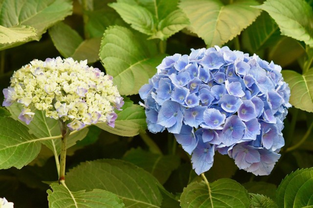 Propagate Hydrangeas: How To Do It With Cuttings