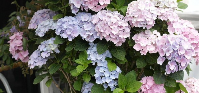 Propagate Hydrangeas: How To Do It With Cuttings