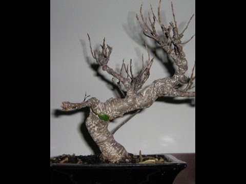 Bonsai Loses Leaves? How To Save It