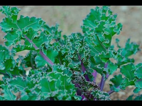 How To Plant And Use Sea Kale