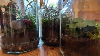 How To Make A Bottle Garden For Your Desk