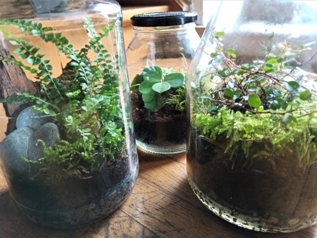 How To Make A Bottle Garden For Your Desk