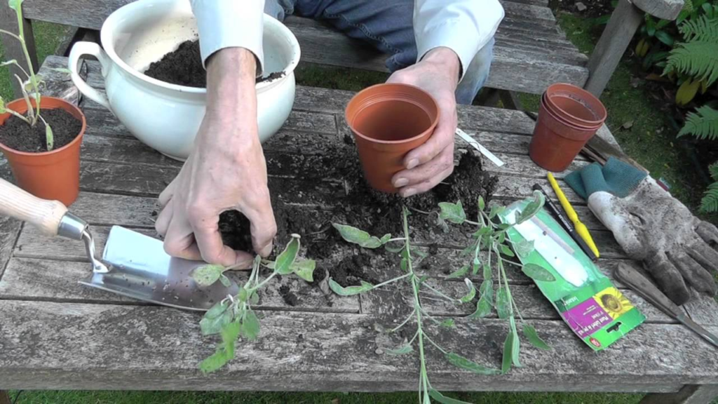 How Do You Propagate Sage? 