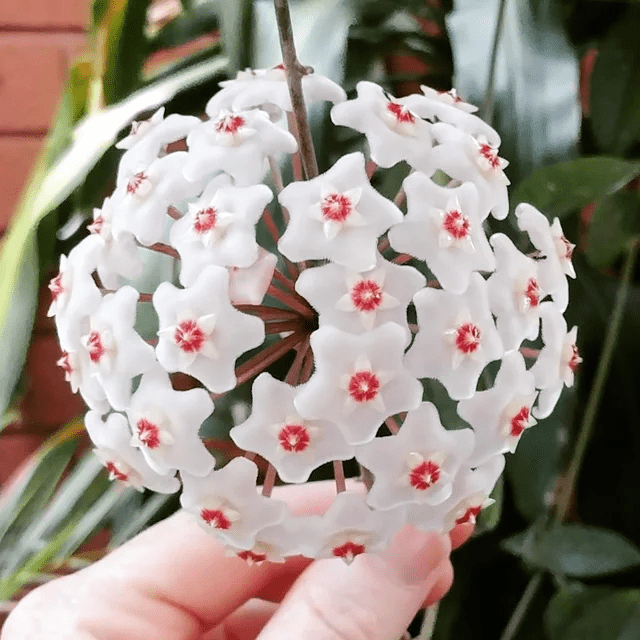 Porcelain Flower: How To Plant And Care For Hoya